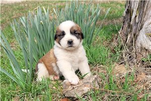 Hunter - puppy for sale
