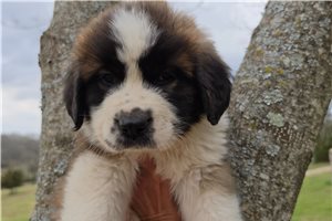 Harrison - Saint Bernard - St. Bernard for sale