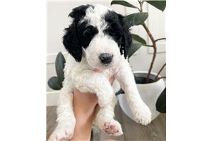 Rudy - Bernedoodle for sale