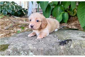 Kuma - puppy for sale