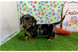 Macey - Dachshund, Mini for sale
