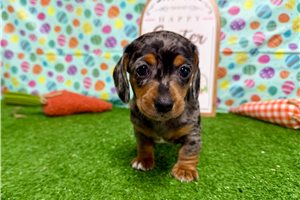 Maggie - puppy for sale