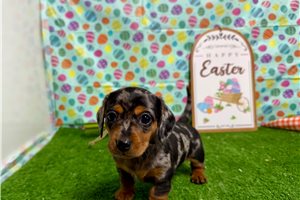 Margo - puppy for sale