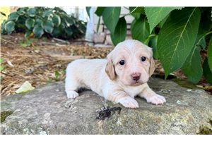 Kristen - Mini Dachshund for sale