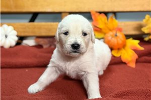 Richard - English Golden Retriever for sale