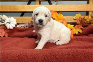 Rita - English Golden Retriever for sale