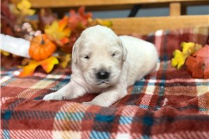 Revis - English Golden Retriever for sale