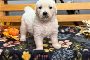 Richard - English Golden Retriever for sale