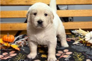Resso, a English Golden Retriever puppy