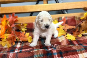Renegade - English Golden Retriever for sale