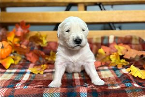 Renzo - English Golden Retriever for sale