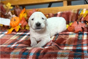 Rexx - English Golden Retriever for sale