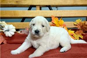 Renegade - English Golden Retriever for sale