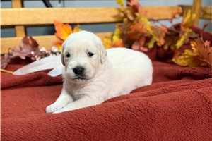 Resky, a English Golden Retriever puppy