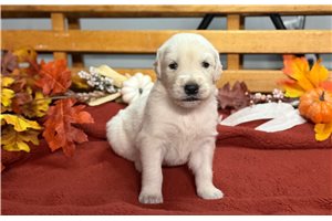 Rexx - English Golden Retriever for sale