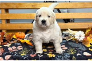 Renegade - English Golden Retriever for sale