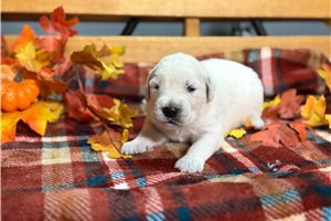 Resky - English Golden Retriever for sale