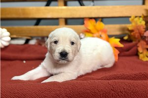 Resso - English Golden Retriever for sale