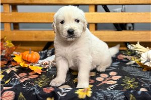 Rexx - English Golden Retriever for sale