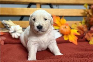 Renzo - English Golden Retriever for sale