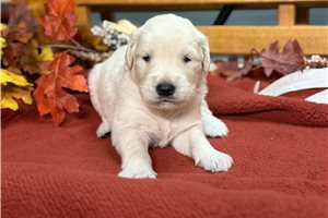 Revis, a English Golden Retriever puppy