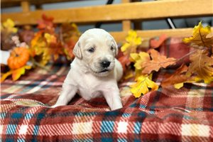 Rita - English Golden Retriever for sale