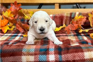 Resso - puppy for sale