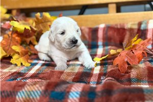 Richard - English Golden Retriever for sale