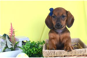 Ophelia - Dachshund for sale
