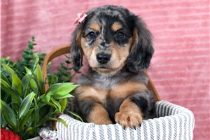 Olive - Dachshund for sale