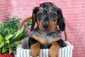 Oksana - Dachshund for sale