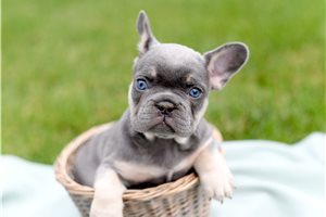 Stanford - puppy for sale