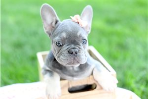 Missy - French Bulldog for sale