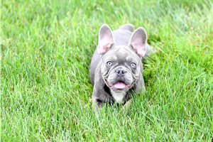 Mocca - French Bulldog for sale