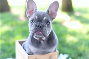 Missy - French Bulldog for sale