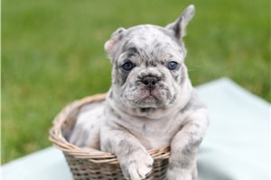 Stanley - French Bulldog for sale