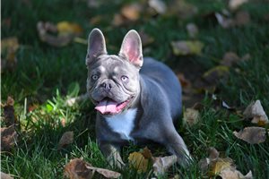 Mocca - French Bulldog for sale