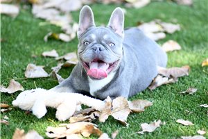 Mocca - French Bulldog for sale