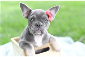 Mocca - puppy for sale