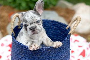 Stanley - French Bulldog for sale