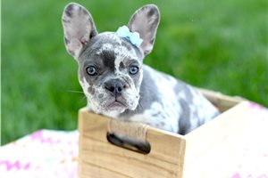 Misha - puppy for sale