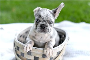 Stanley - French Bulldog for sale