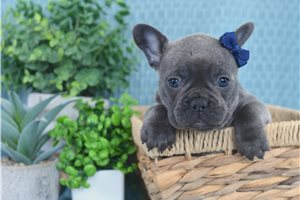 Penny - French Bulldog for sale