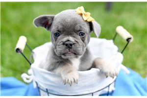 Mocca - puppy for sale