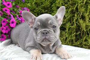 Missy - French Bulldog for sale