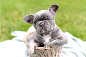 Swiss - puppy for sale