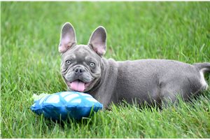 Mocca - French Bulldog for sale