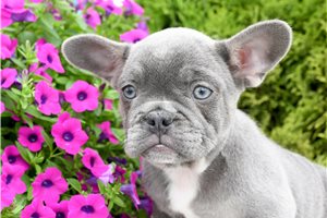 Mocca - French Bulldog for sale
