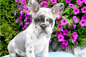 Misha - French Bulldog for sale