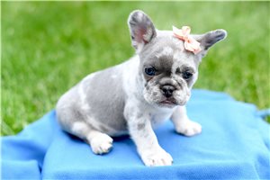 Misha - puppy for sale